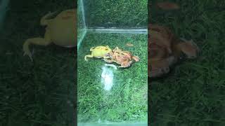 Who will win? full https://shorturl.at/ftNoI #frog #pets #animals #cute #win #fyp #youtubeshorts