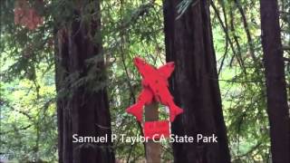 Samuel P Taylor CA State Park