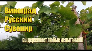 Виноград Русский сувенир. Виноград, который выдерживает любые испытания!