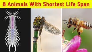 "How Brief Can Life Be? Exploring the Wonders of Nature's : 8 Animals with the Shortest Lifespans!