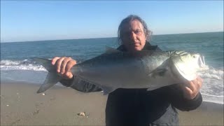 γοφάρια τέρατα... ψάρεμα με τεχνητό δόλωμαα (monster bluefish spinning)