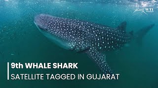 9th Whale Shark Successfully Satellite Tagged in Gujarat