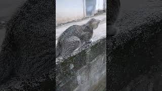 Ketemu gorgon besar sekali #cats #shortvideo