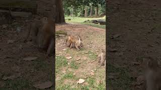 Wild monkeys playingb and relaxing ep141 #monkeyaction #monkeyliving #wildanimal