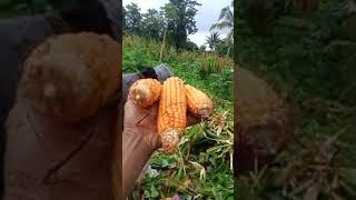 PANEN JAGUNG HIBRIDA PIONER