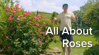 Let's Grow Together: All About Roses