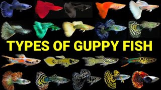 TOP 10 TYPES OF GUPPY FISH