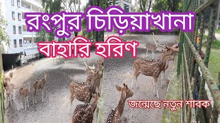 রংপুর চিড়িয়াখানায় জন্মেছে হরিণের নতুন শাবক, দেখতে কত সুন্দর।