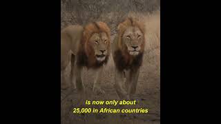 Fact about lion....#shorts #viral