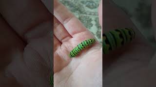 Cool caterpillar!