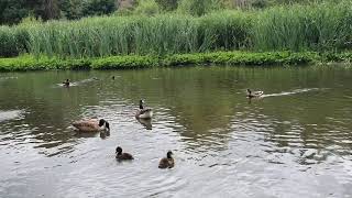 Baby Ducks at Fleet Pond