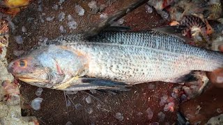 Impressive Fish Cutting Skills With Knife, Master Fish Cutter Indian Salmon Fish Cutting & Slicing