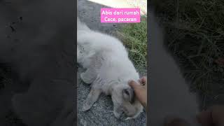 abis pacaran #kucingasia #cat #catlover #simeong #kucinghimalaya