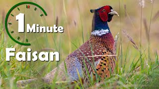 Une minute pour un oiseau : Faisan (faisan de colchide) - Yabalex