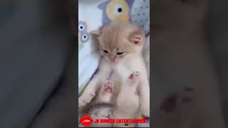 Cute Dogs and Funny Cats Videos