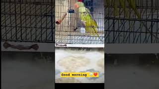 #youtubeshorts #viralvideo #viralshort #foryou #foryourpage #foryoushorts #sopportme #birds #parrot