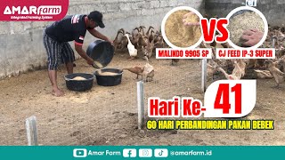 Part #41 | 60 Hari Perbandingan Malindo 9905 SP Vs CJ Feed IP-3 Super