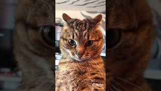 КОТЫ из Tik Tok /Funny CATS from Tik Tok #степа