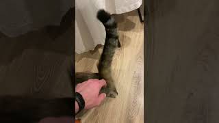 Кошка не отпускает из дома…#котики #кошки