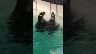 Surprising Seal-a-liscious Celebration: Ducks and Penguins Take Over!