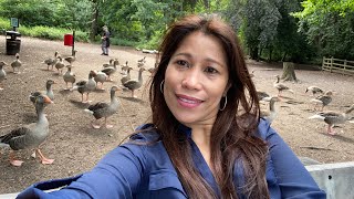 Greylag Goose wildlife at hartsholme country park Lincoln England