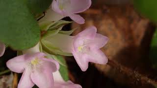 Rocky Woods & Seepy Meadows: Trailing Arbutus