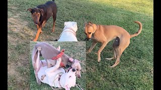 169. Black Mouth Cur, Dobie, Weimaraner, Pitbull at Play 9/30/24 #weimaraner #dobie  #blackmouthcur