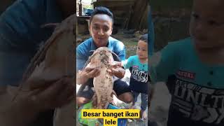 besar banget ikan lelenya #shorst