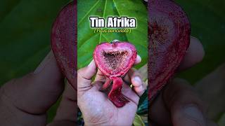 Review Jujur Buah Tin Afrika #buah #buahtin #ficus #shorts