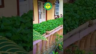 Tanam Bibit Cabe di Polibag Depan Rumah #shorts #tanamcabe #bibitcabe #tanamanrumah #berkebun