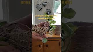 How I pot my global green pothos #plants #houseplants #shorts