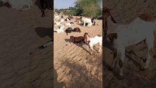 Thar with beautiful goat desert  🐐🐐🐐🐐🐐💗💗💗