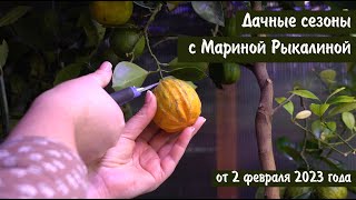 Дачные сезоны с Мариной Рыкалиной от 2 февраля 2023 года