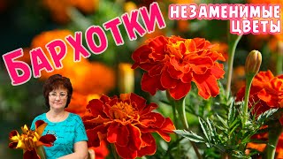 Бархотки незаменимые цветы.