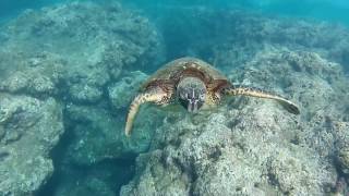 Swimming with Sea Turtles on Kauai