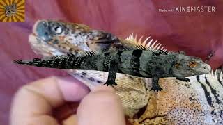 Iguana negra (Ctenosaura Similis)