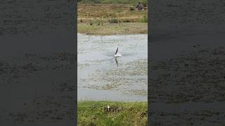 Amazing snakehead fishing