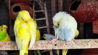 Budgies chirping by akshimokshi8415