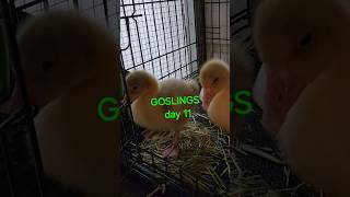 GOSLINGS DAY 11