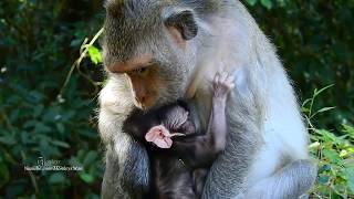 Newborn Jewel Baby Monkey Tired, Sleeping So Well, Daily Monkeys Man#1207