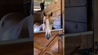 FUNNY & CUTE ~ Do #horses  understand what we are saying? 🤔 Watch this video & you tell me! #shorts