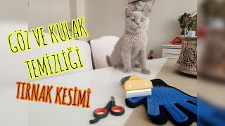 KEDİ GÖZ VE KULAK TEMİZLİĞİ & TIRNAK KESİMİ !! ( Diafarm Göz Solüsyonu, British Shorthair )