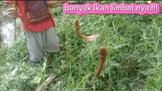 mancing Dan pasang tajur di rawa sawitan,banyak ikan limbat nya,.!!!!