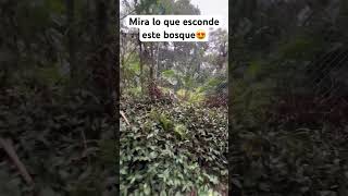 Mira lo que esconde este bosque