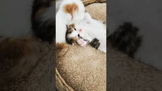 trending cats playing video | cats enjoying with other cats | new trending video 2022 today