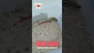 #shorts #amazingfacts #skinks 🦎5 Amazing Facts of Skink Lizard🦎