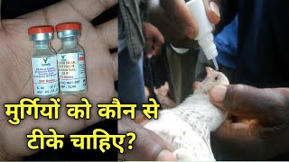 मुर्गियों को कौन से टीके चाहिए? // Murgi me konse vaccine change