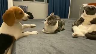 Dog plays with cat #youtubeshorts