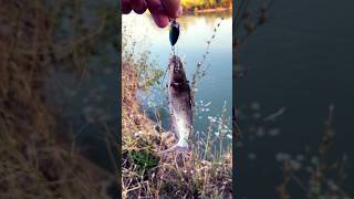 Канадский СОМ #fishing#shortvideo#youtubeshorts#shorts#youtube#short#рыбалка#сомик#спиннинг#2024