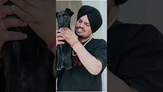 sidhu moosewala #shorts #295 #trendingreels #sidhumoosewalanewsong #sidhumoosewalafans